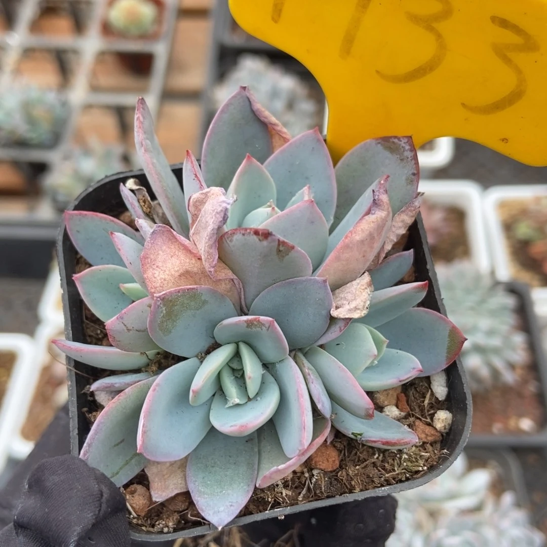 1933布鲁蓝多肉植物保护