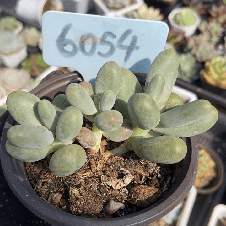 6054糖果美人多肉植物保护