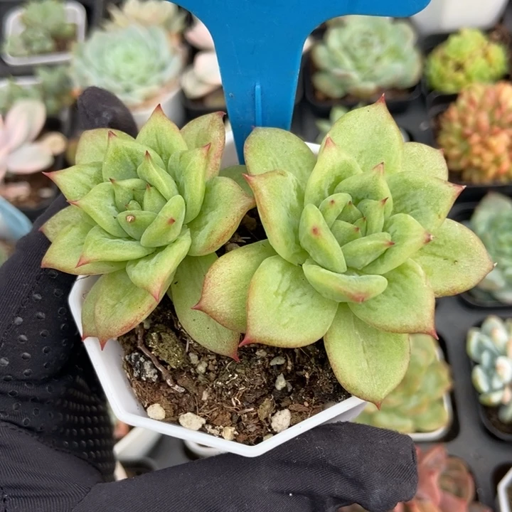 824玛利亚锦多肉植物