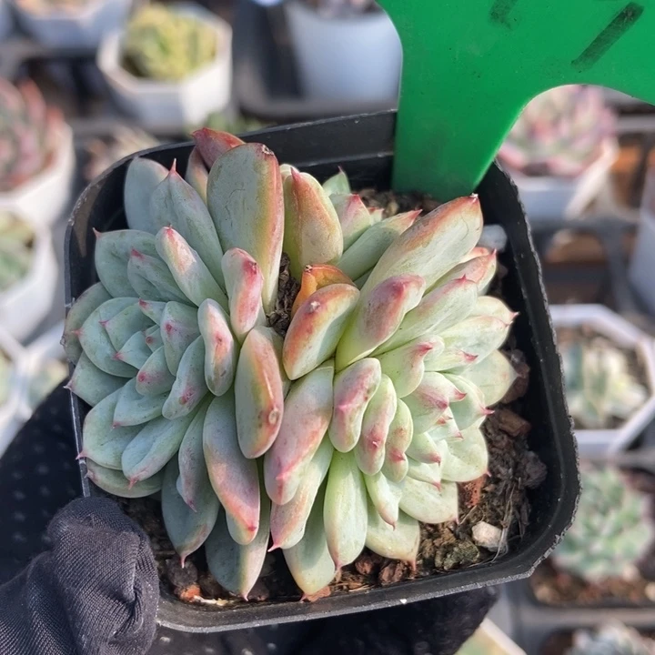 9019布题锦多肉植物