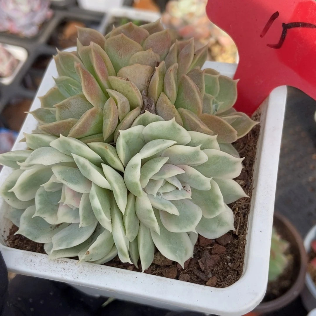 15昂斯诺锦多肉植物保护