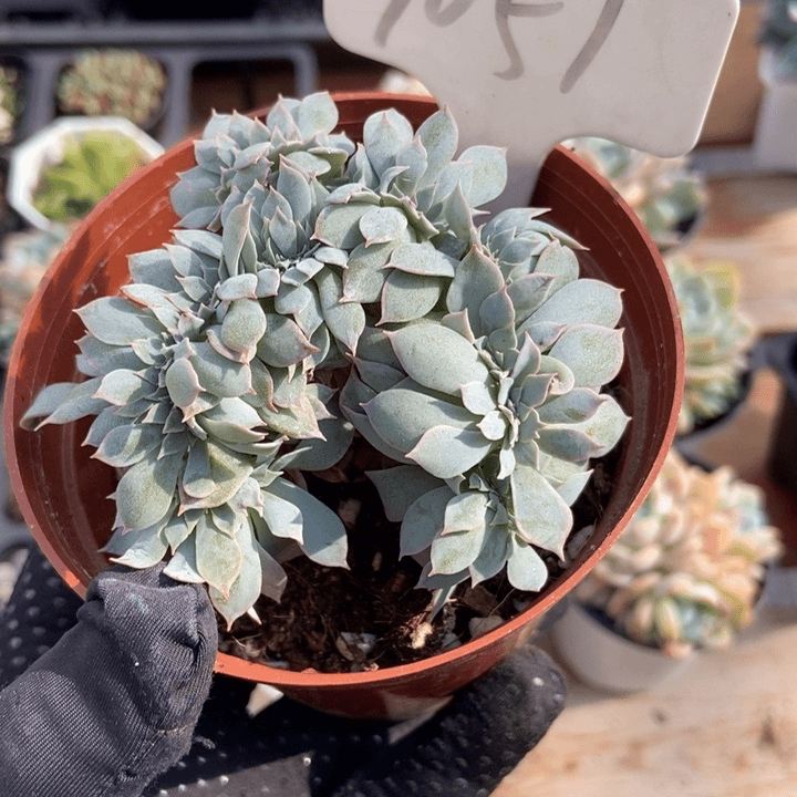 1051鲁氏石莲缀多肉植物