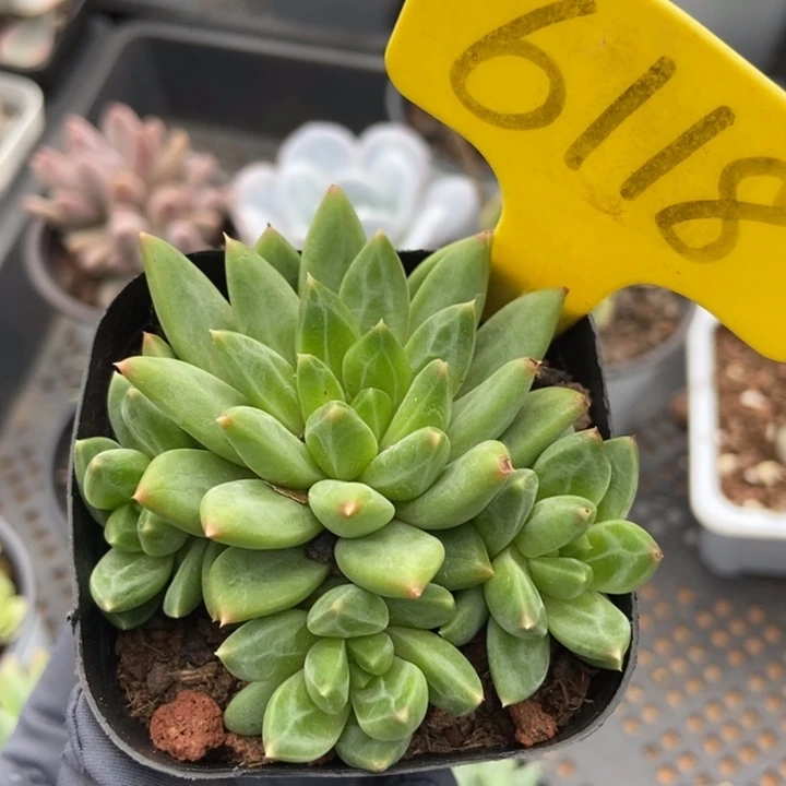 6118甲骨文多肉植物保护