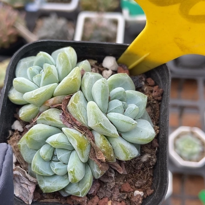 6096琥珀冰玉多肉植物