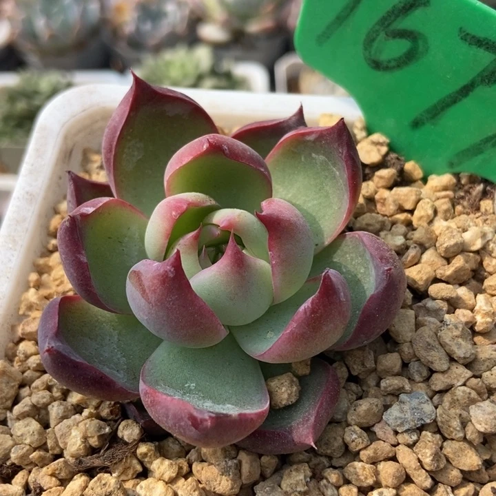 1679惊鸿仙子多肉植物