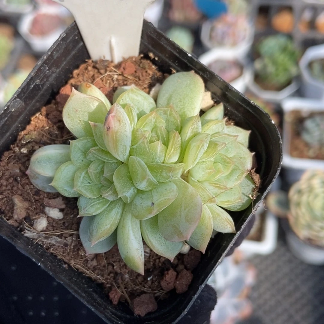 979白恋多肉植物保护