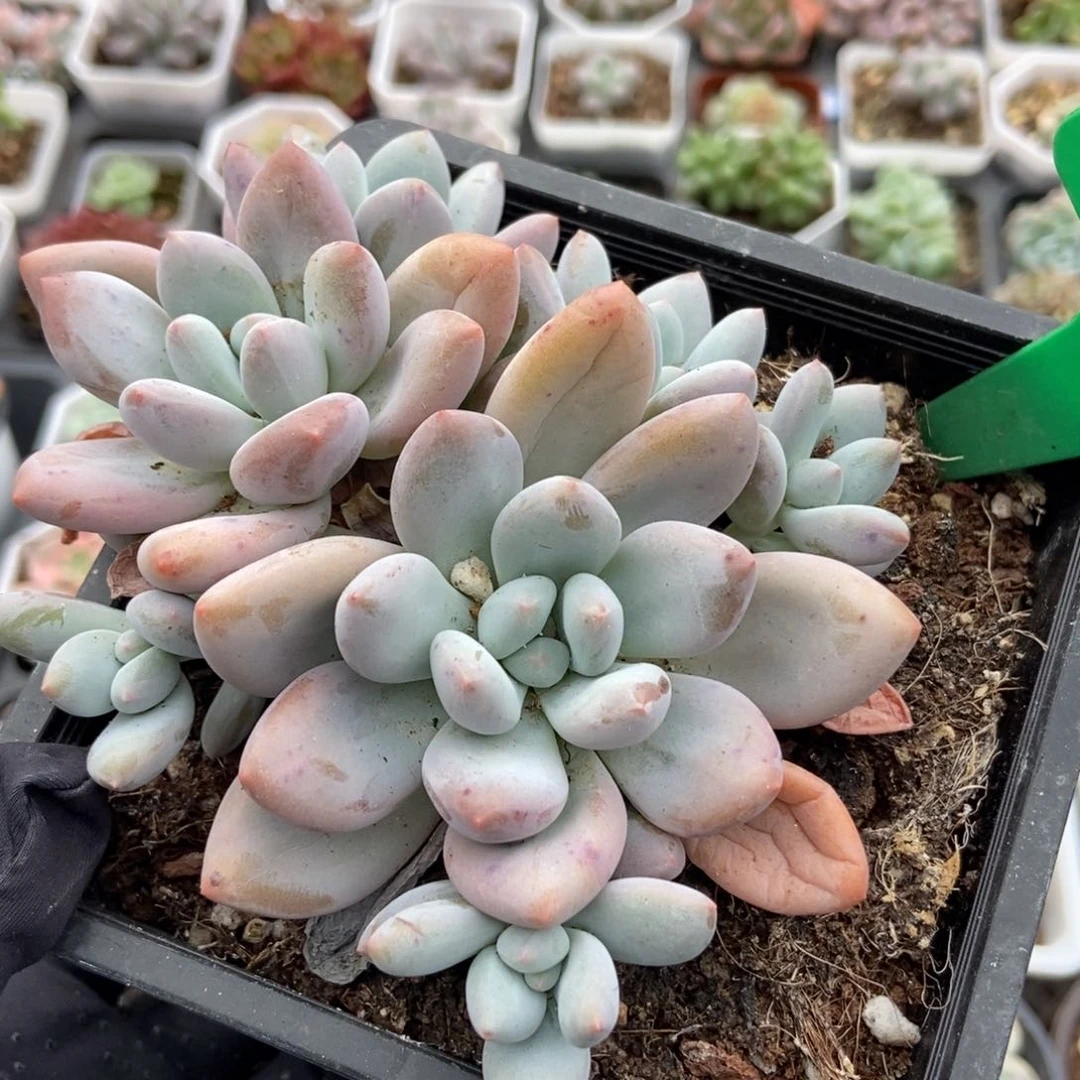 1044香水多肉植物保护