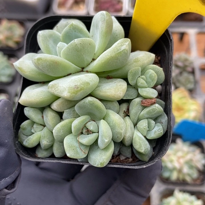 6116冰玉多肉植物保护