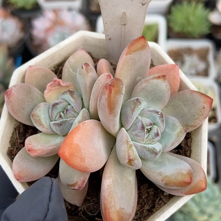 1256星星雪多肉植物