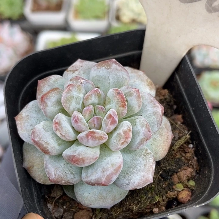 1036玉芙蓉石化多肉植物^_^