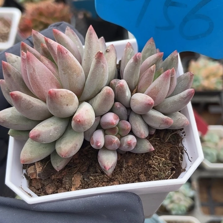 956虞美人多肉植物保护