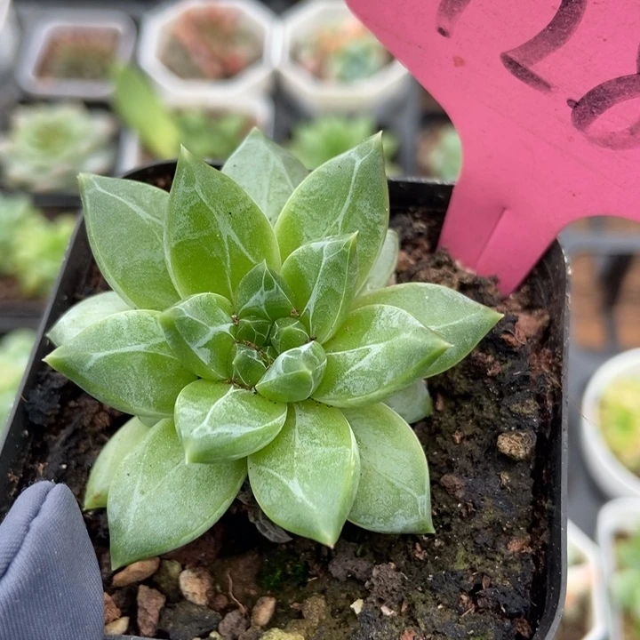 7285陨石多肉植物