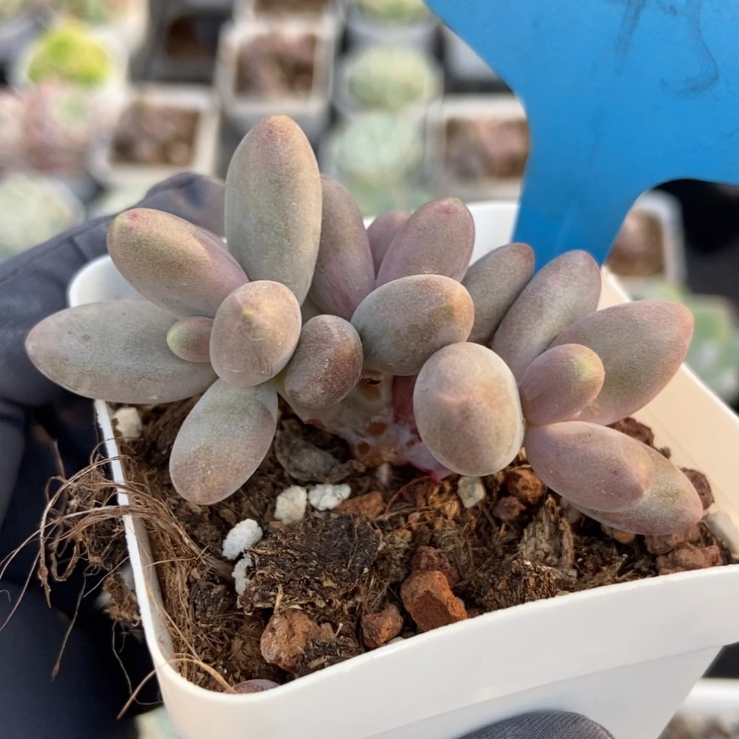 三*545糖果美人多肉植物
