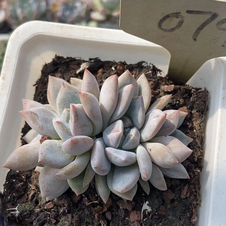 079石榴籽星影多肉植物