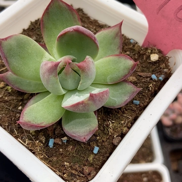 1764惊鸿仙子多肉植物