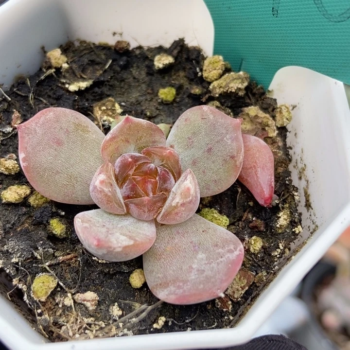 1490红恋多肉植物
