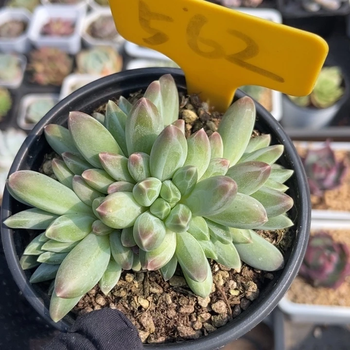 562乌拉克拉多肉植物