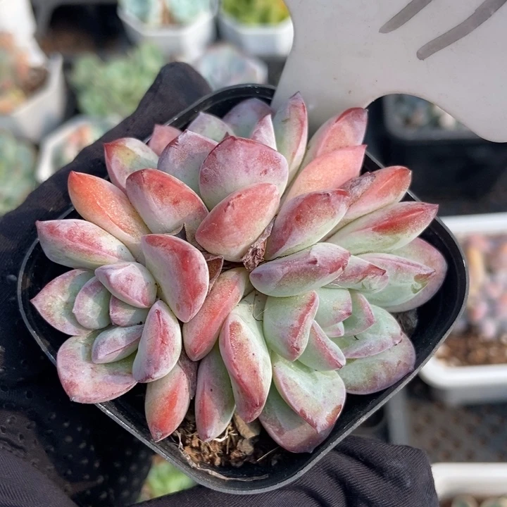 1071冰岛多肉植物