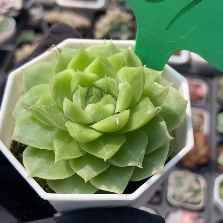 101潘朵拉多肉植物