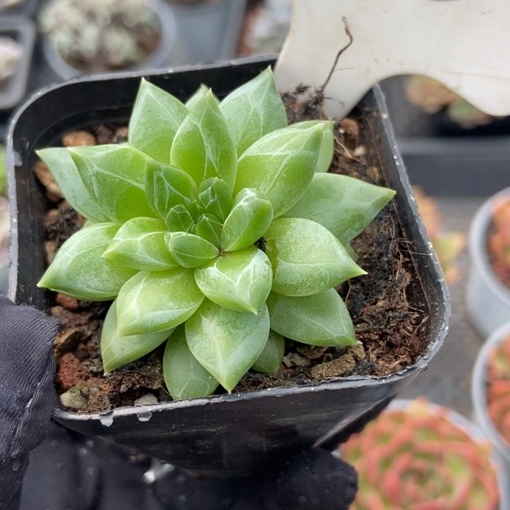 1028陨石多肉植物保护