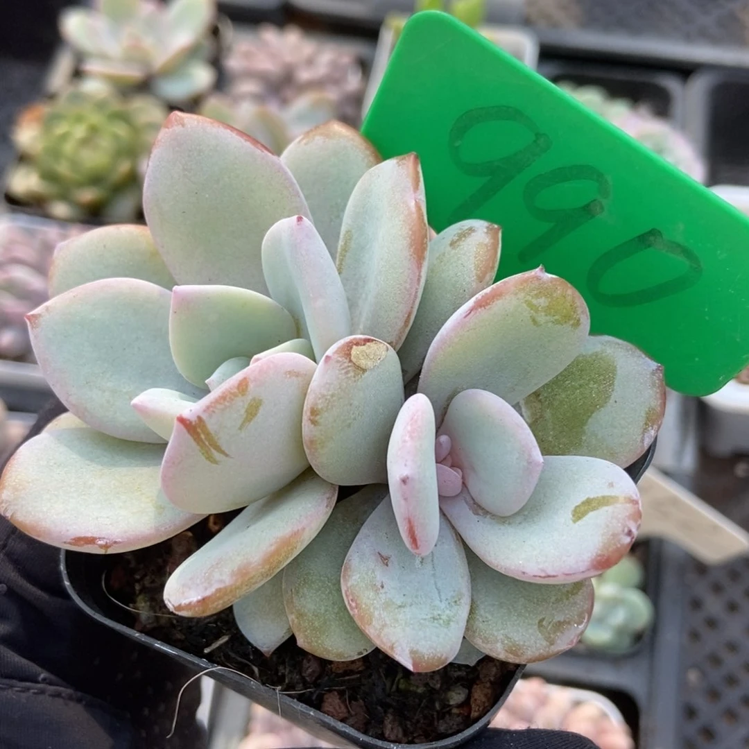 990奶茶多肉植物保护