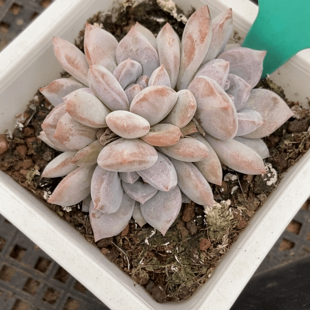 多肉植物石榴籽1593