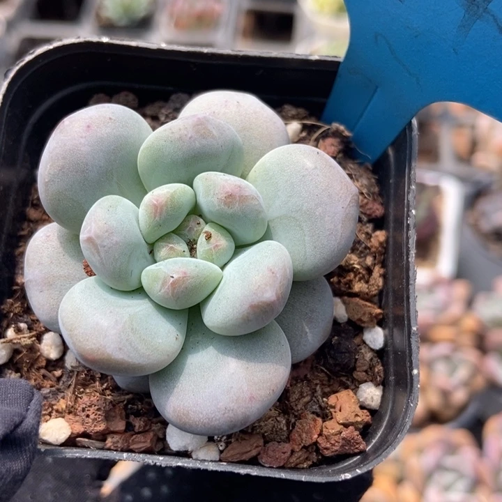 544雪宝宝多肉植物