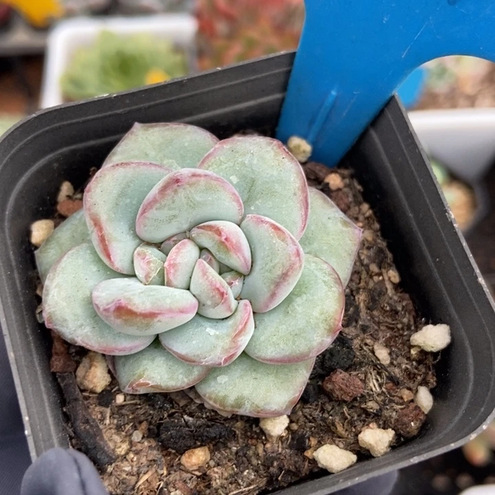794泡芙石化多肉植物保护
