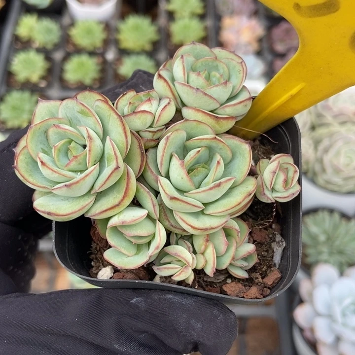 560牡丹亭多肉植物