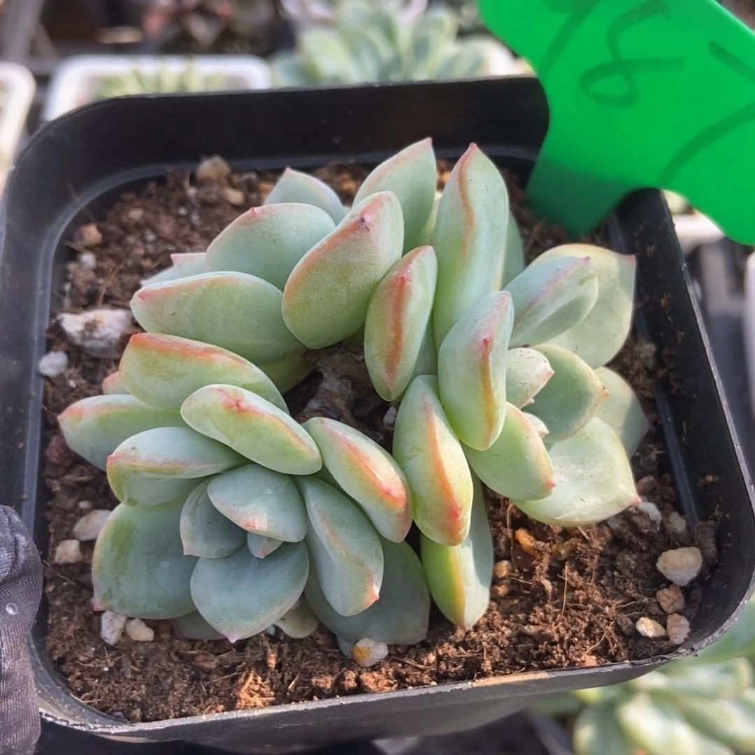 987泡芙多肉植物保护