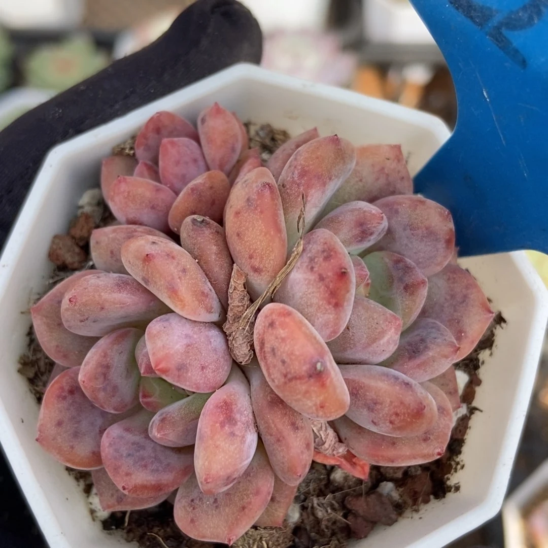 2073爱丽儿多肉植物