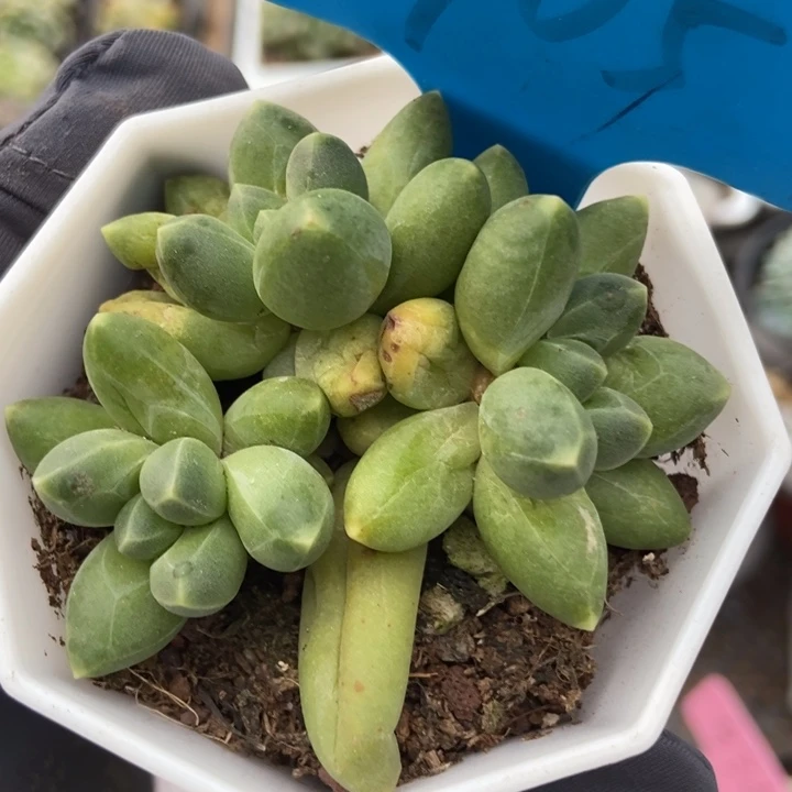 905千代田多肉植物保护