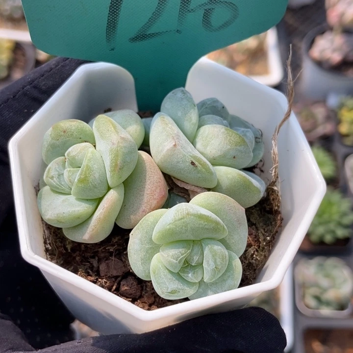 7216冰玉多肉植物
