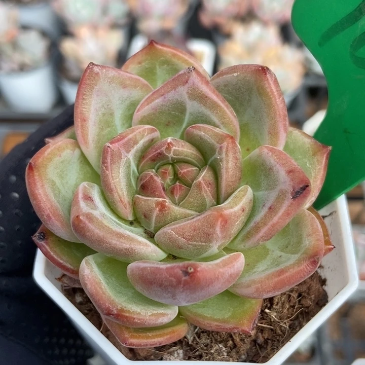 1040香槟多肉植物