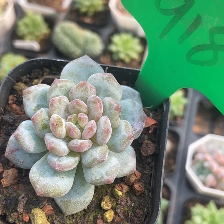 918玉芙蓉石化多肉