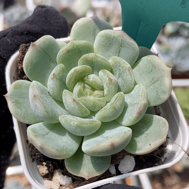 1159白恋多肉植物