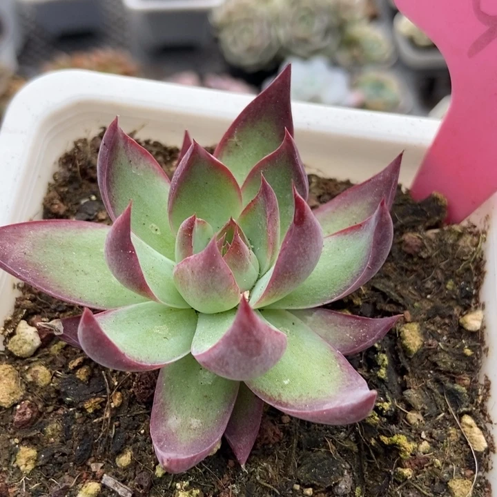 946惊鸿仙子多肉植物