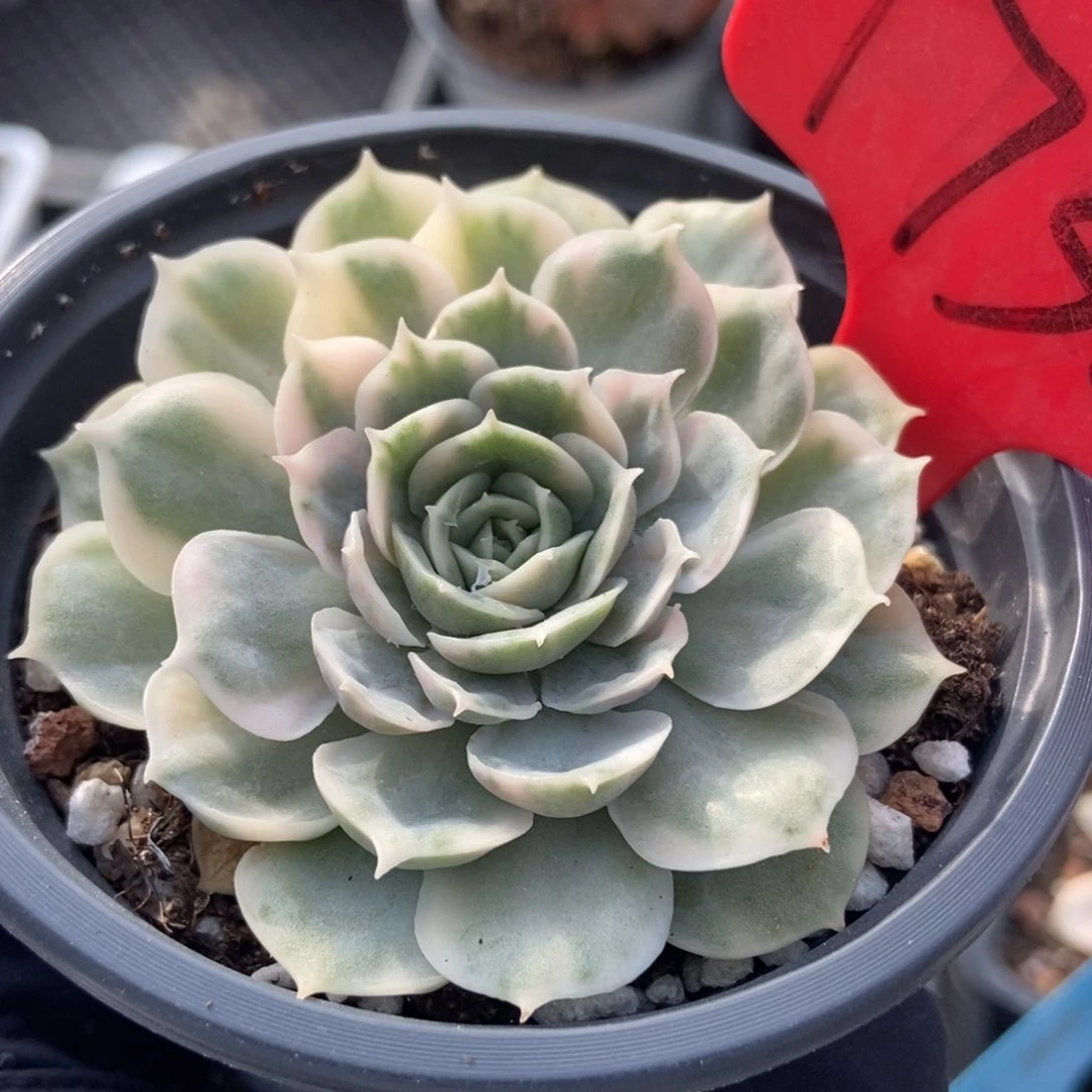 1732昂斯诺锦多肉植物保护