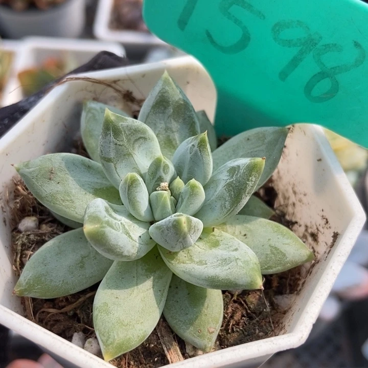 1598贵妃美人多肉植物