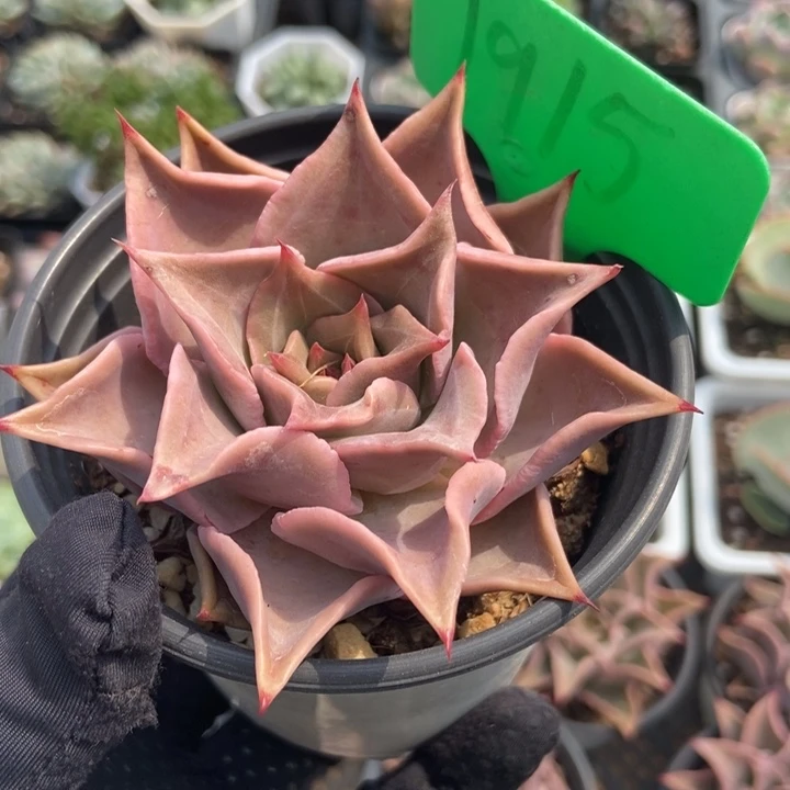 1915饺子皮多肉植物