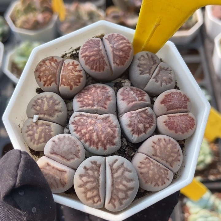 542生石花多肉植物