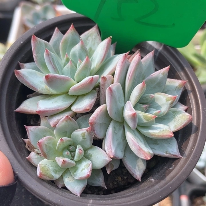 752粉蓝鸟多肉植物保护