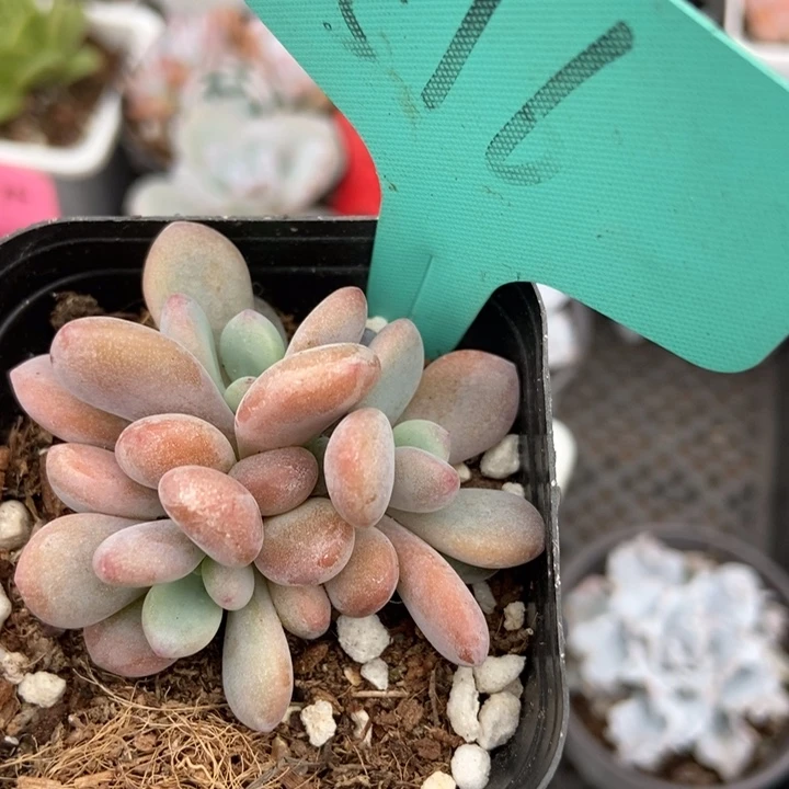 516粉兔多肉植物