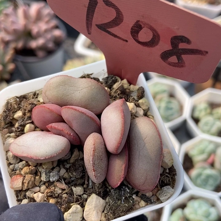 7208红蛋多肉植物保护