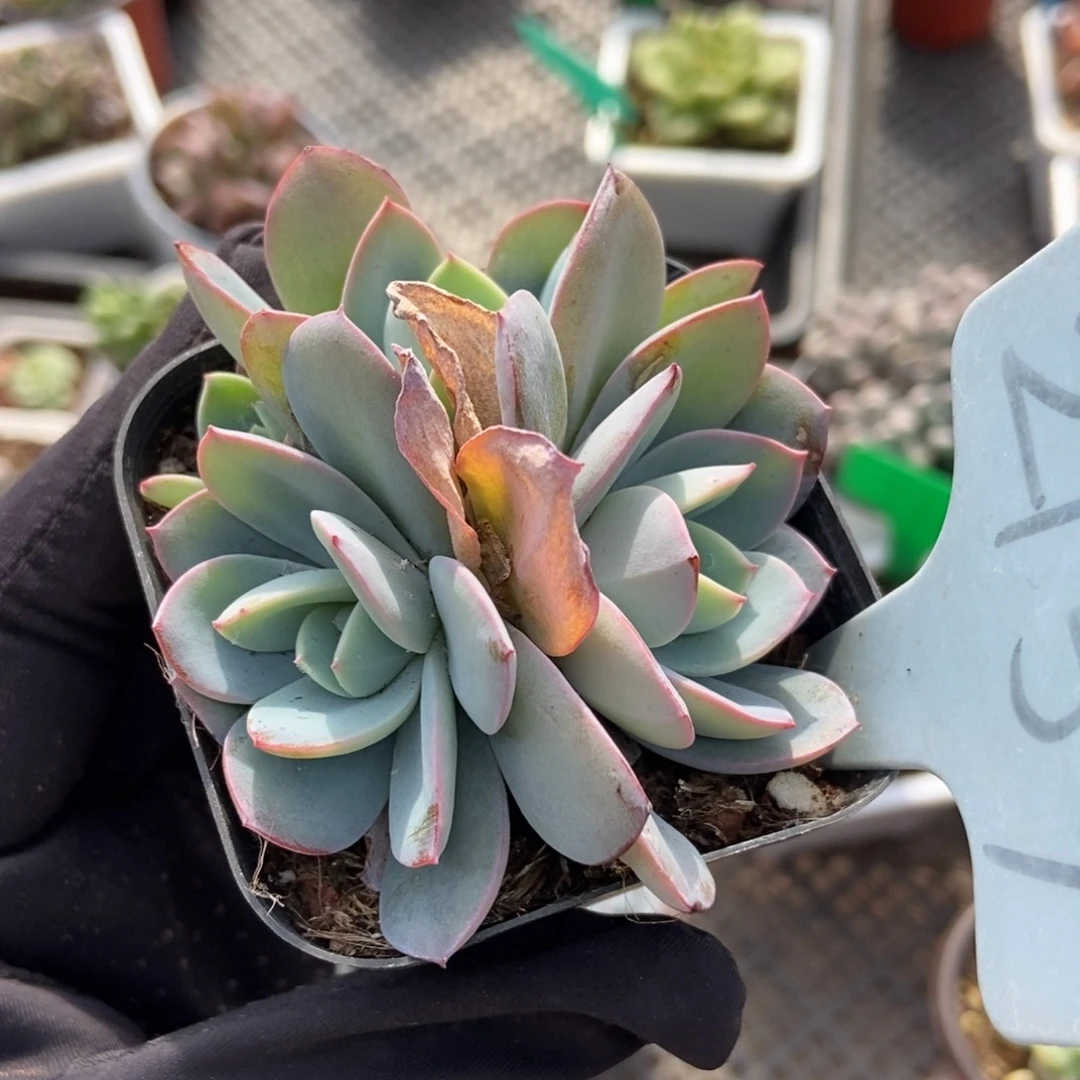 2154布鲁蓝多肉植物保护