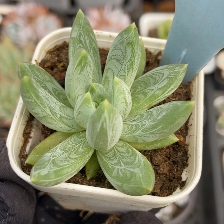 2127美人系多肉植物保护