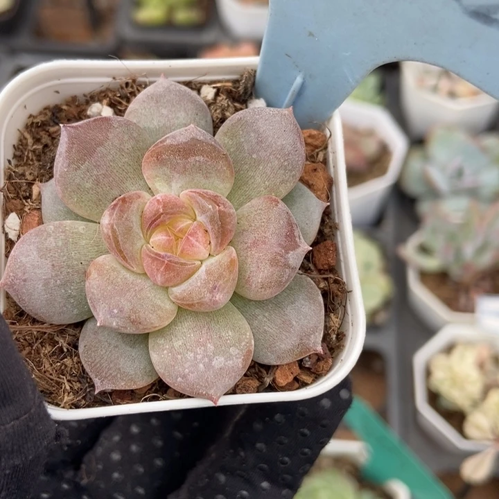 1822琥珀多肉植物