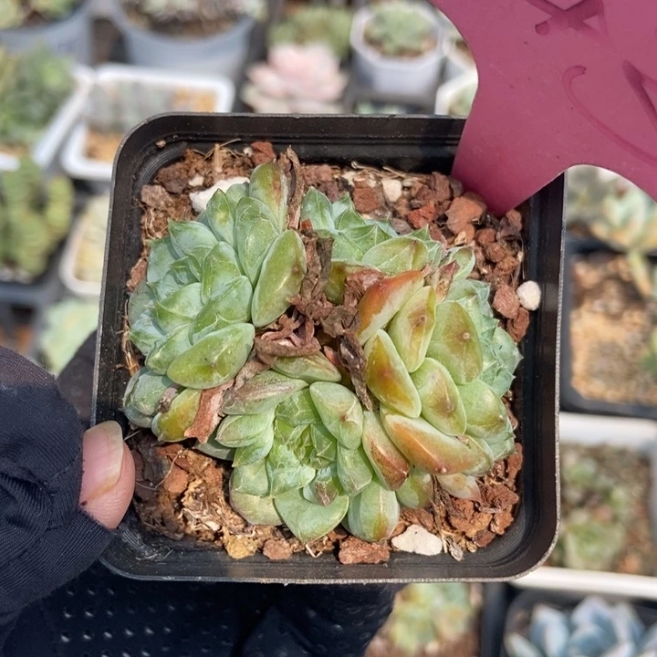 143冰魄多肉植物保护