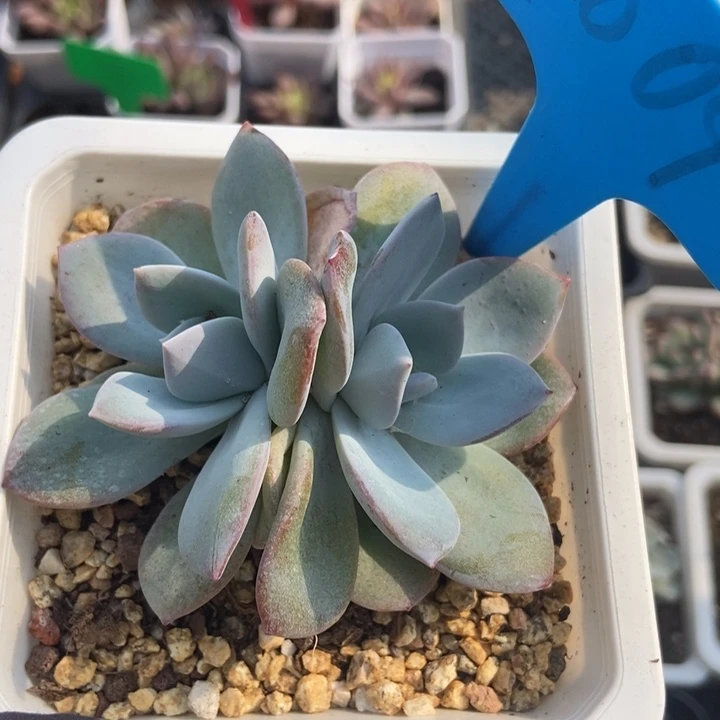1009奶茶多肉植物