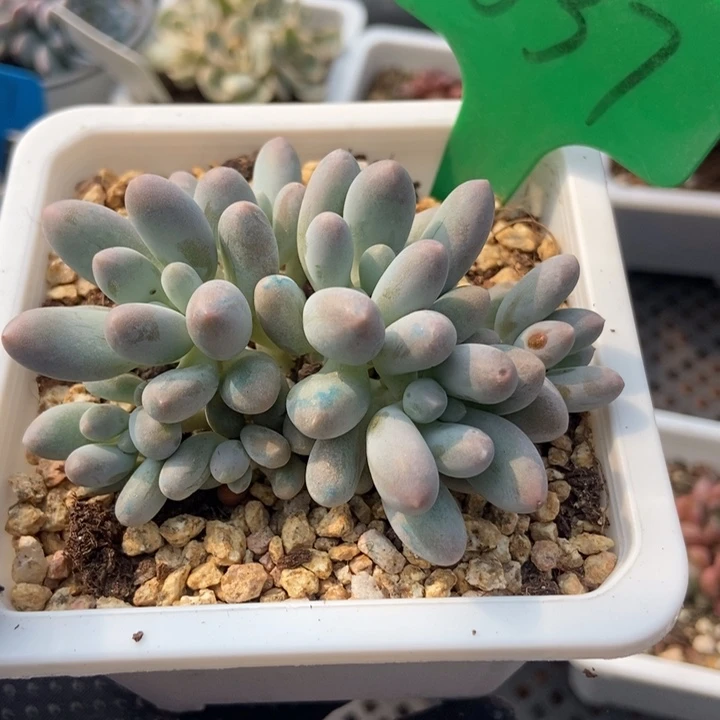 1637汤圆多肉植物